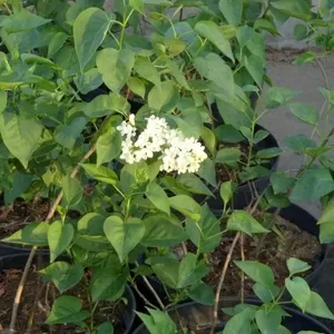 Сирень обыкновенная Sensation, Primrose Co 10  Ландшафтный дизайн, озеленение  