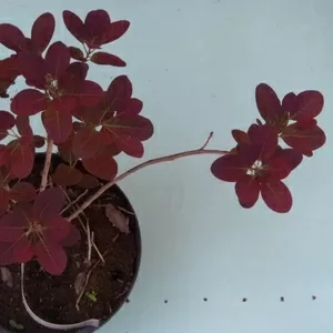 Скумпия кожевенная Royal Purple Cо 3  Ландшафтный дизайн, озеленение  