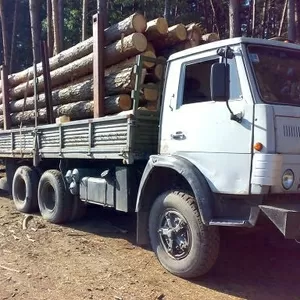 Пиловочник сосны (лес круглый). Украина и экспорт.