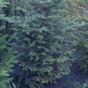 Пихта белая гр. 140-160  Ландшафтный дизайн, озеленение  