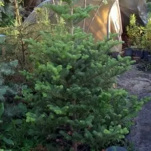 Пихта корейская в конт/160-180  Ландшафтный дизайн, озеленение  