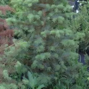 Пихта одноцветная в конт/160-180  Ландшафтный дизайн,  озеленение