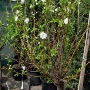 Слива Alba Plena Co 7, 5 (80-100Pa)  Ландшафтный дизайн, озеленение  