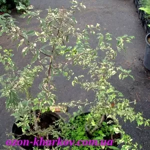 Слива растопыренная Hessei Co 7, 5  Ландшафтный дизайн, озеленение  