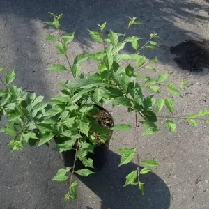 Слива трилопастная Co 7, 5 (куст)  Ландшафтный дизайн, озеленение  