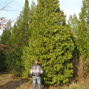 Крупномеры: туя,  ель,  сосна,  дуб,  клён,  липа,  берёза. Харьков