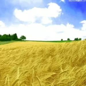 Оформление земли и недвижимости