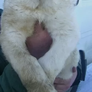 щенки алабая 2.5 месяца