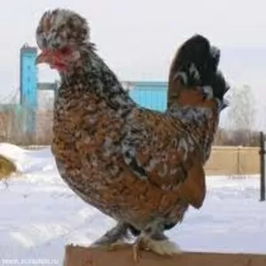 Инкубационное яйцо кур породы 
