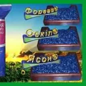 Качественные семена высокоурожайных гибридов подсолнуха.