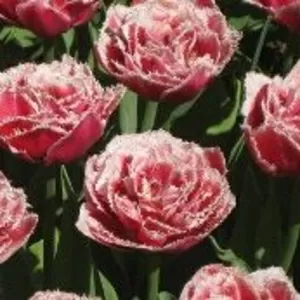 сдам 2-х ком.квартиру на Пос.Котовского 2200 грн.