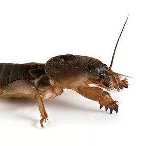 Продам сушеную медведку для лечения туберкулеза