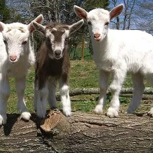 Домашнее КОЗЬЕ МОЛОКО