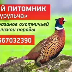 Фазан охотничий
