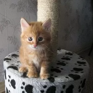 Питомник Magical Lynx предлагает к резервированию котят курильского бо