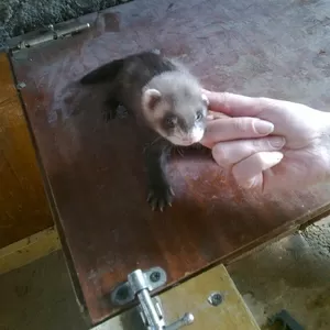 Продам ручных хорьков.