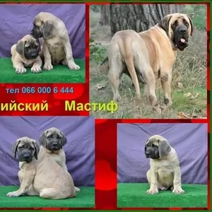 Щенки английского мастифа