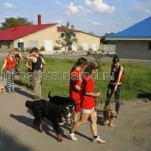 Подготовка караульных собак.