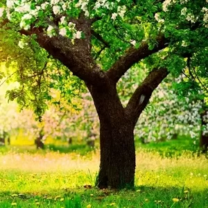 Профессиональные услуги садовников , автополив, газоны