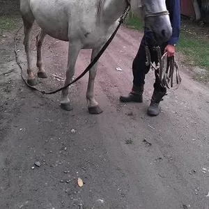 Продам кобилу та віз