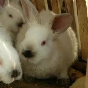 продаются калифорнийские кролики