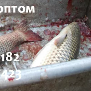Продам пелингас с/м и охлажденный оптом