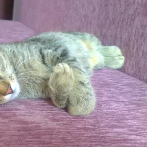 Отдам даром котенка