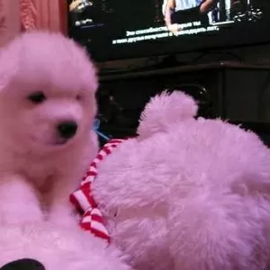 Супер детки самоедов