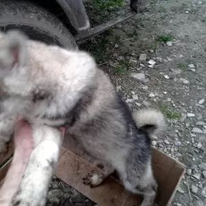 Продаются щенки русско-европейской и западносибирской лайки