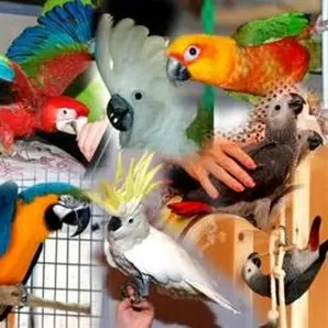 Купить попугая для разговора выгодно и удобно в нашем питомнике
