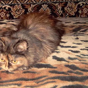 полу-сибирская кошечка