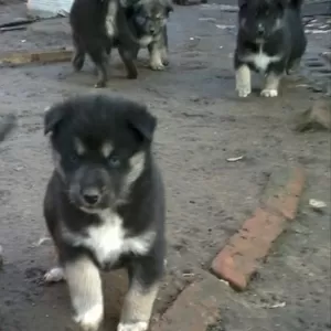 Продам щенков