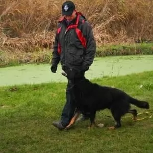 Дрессировка собак