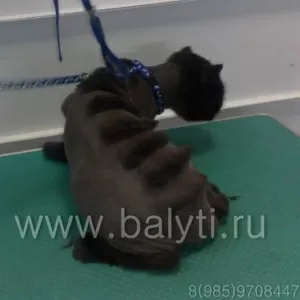 стрижка кота в колтунах