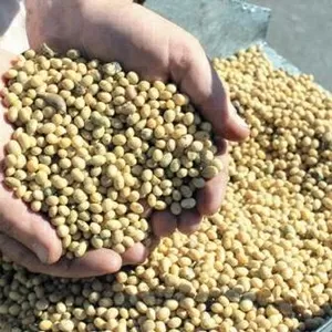 продам семена сои,  ранний сорт стойкий к Раундапу