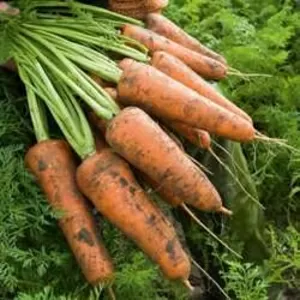 Продам морковь оптом