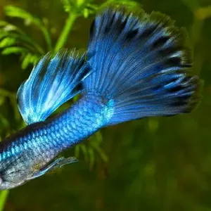 Гуппи Московская синяя,  аквариумные рыбки,  чистая линия