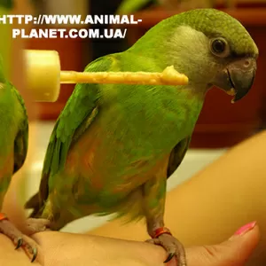 Продаются ручные Сенегальские попугаи для желающих стать владельцем эк