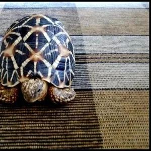 Сухопутная звездчатая черепаха 10-11 см - продам звездчатых черепах 