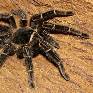 Продам паука птицееда Lasiodora parahybana один из самых крупных видов