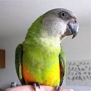 Абсолютно ручные попугаи – лучшее предложение месяца