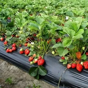 Саженцы ремонтантной и ранней клубники более 10 сортов от 3 грн