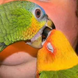 В продаже элитные попугаи Амазоны 