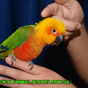 Абсолютно ручные попугаи – птенцы Сенегала и Аратинги. Лучшее предложе