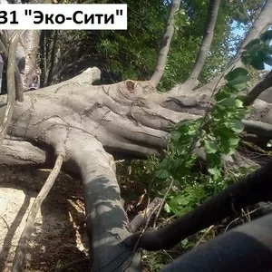 Удалить деревья Киев и обл. Резка,  корчевание пней