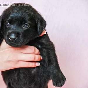 Перспективные щенки лабрадора от родителей чемпионов