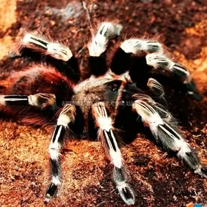 Гигантский паук птицеед,  тарантул