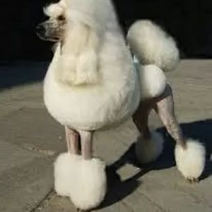 Стрижка пуделя,  грумер,  креатив,  покраска,  груминг,  тату,  модельная,  рисунки