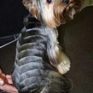 Йоркширский терьер, стрижка,  креатив,  покраска,  груминг собак,  кошек.