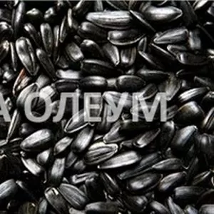 Уcлуги сушки зерна: кукурузы,  сои,  подсолнуха,  рапса